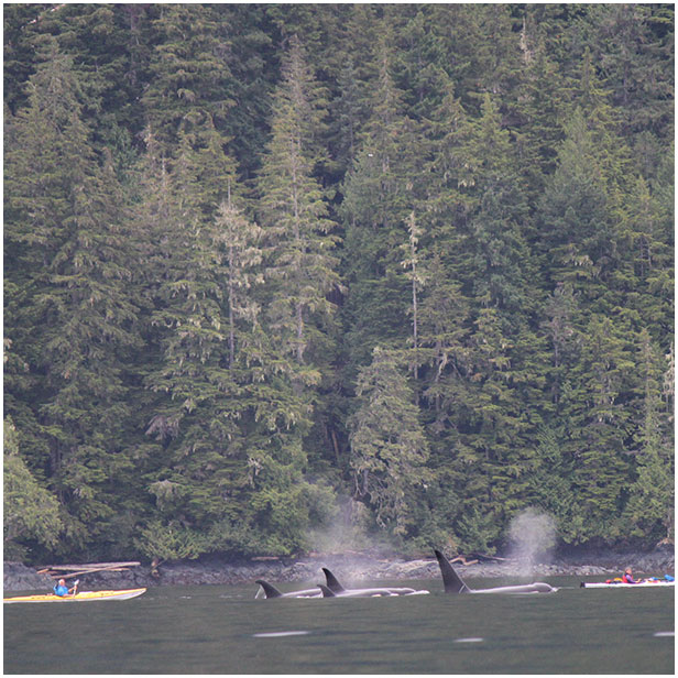 sea kayak telegraph cove bc